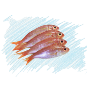 Snapper / Sankara - Medium