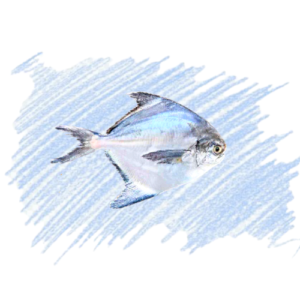 White Pomfert / White Vavval