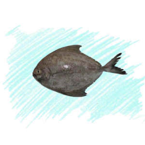 Black Pomfert / Karuppu Vavval