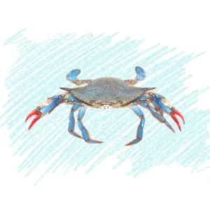 Blue Crab / Neela Nandu