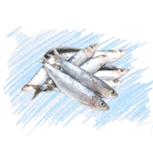 INdian Makerel / Ayilai / kana keluthi