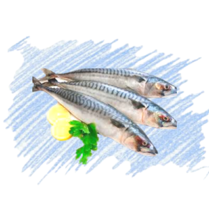 Seer Fish / Vanjaram