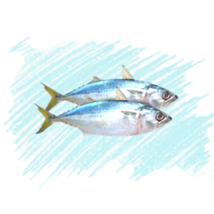 INdian Makerel / Ayilai / kana keluthi